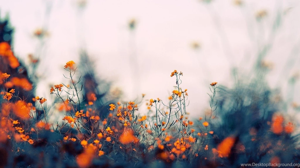 Nature Bokeh Wallpapers