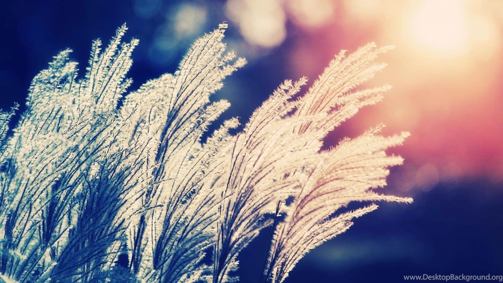 Nature Bokeh Wallpapers