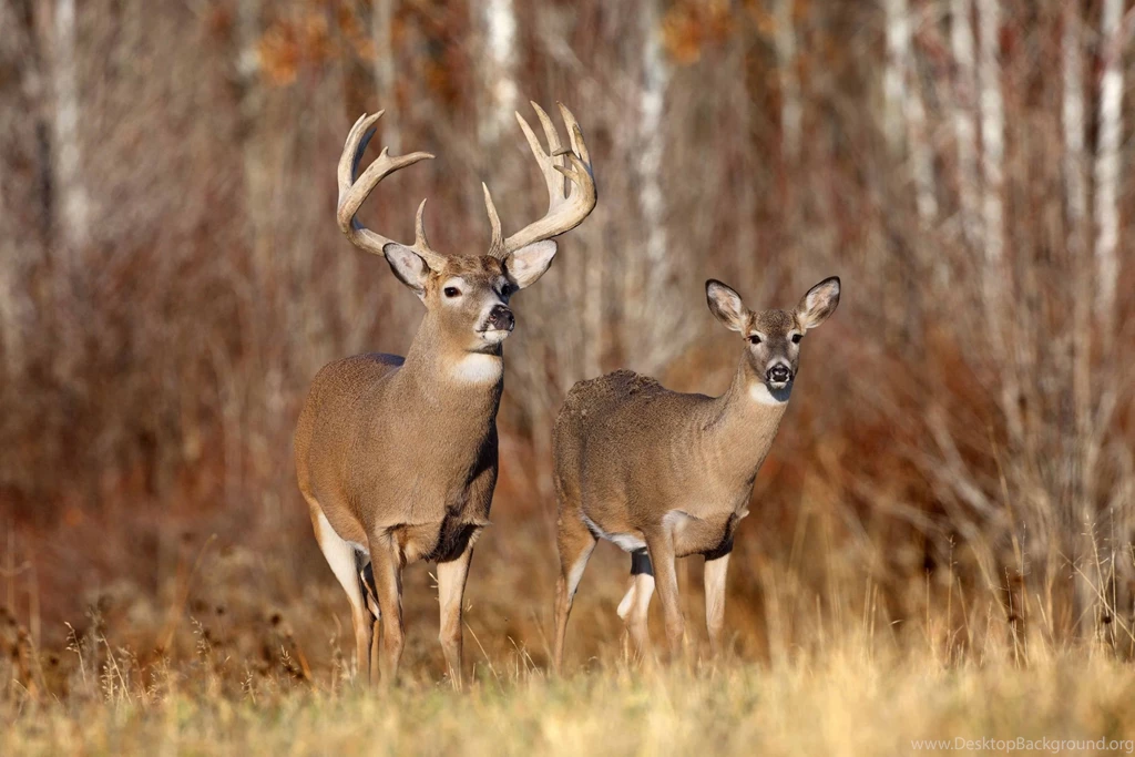 Deer HD Wallpaers