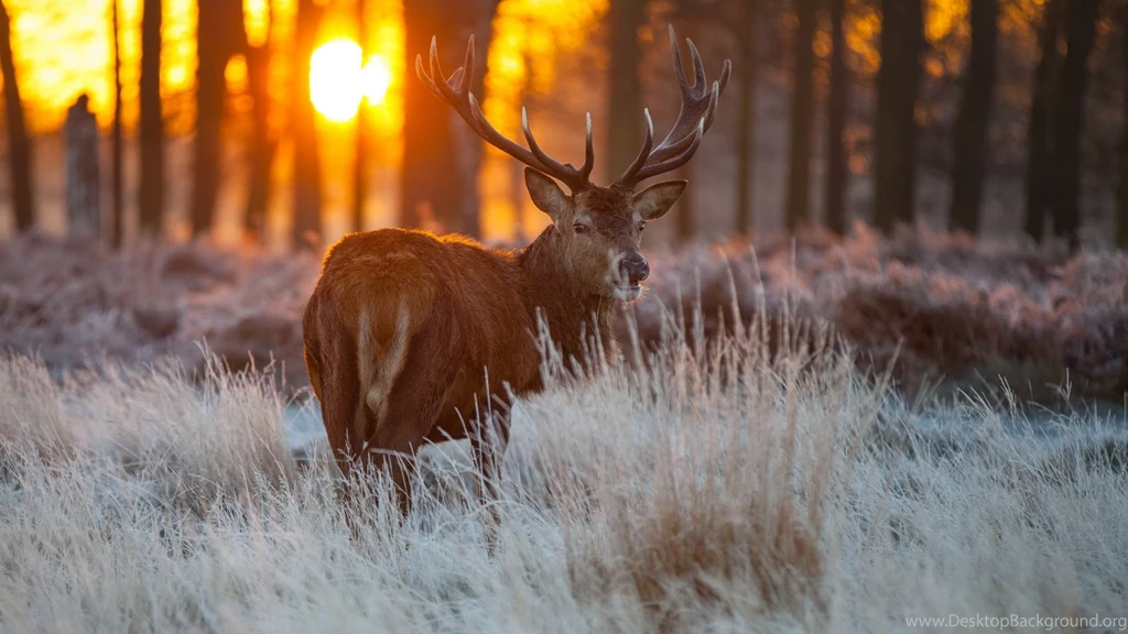 378 Deer HD Wallpapers