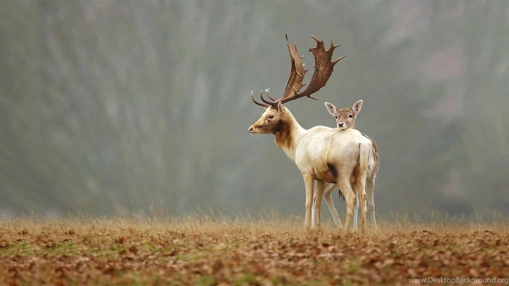 Deer Wallpapers