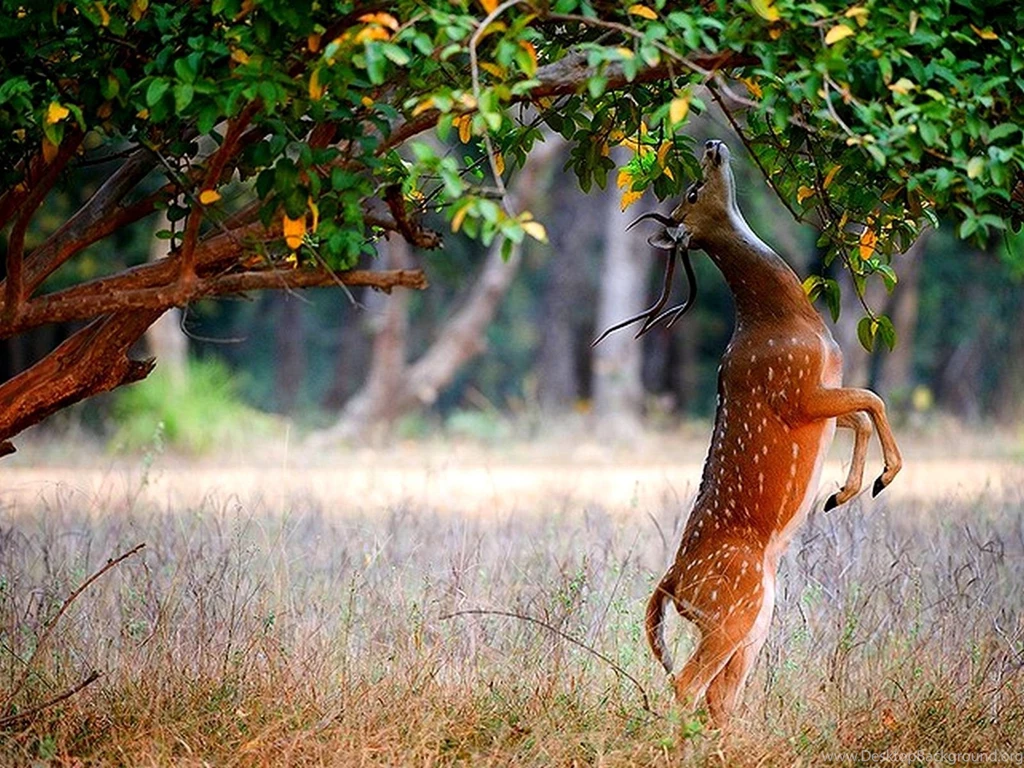 Widescreen Deer Wallpapers