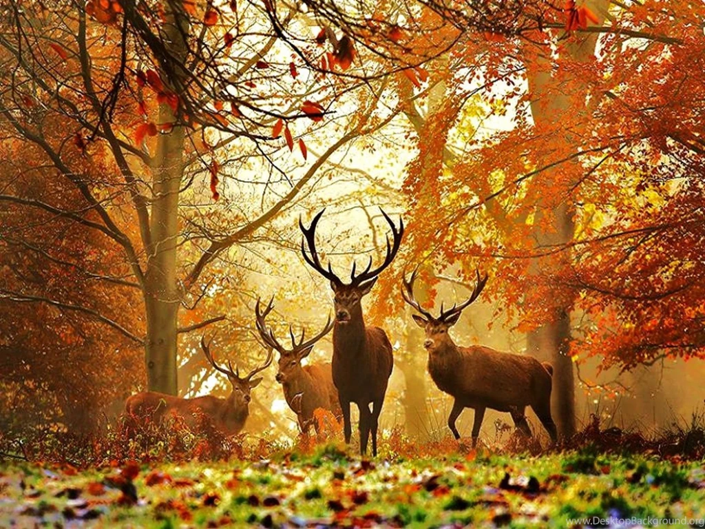Hunting HD Wallpaper, Hunting Images Free, New Wallpapers