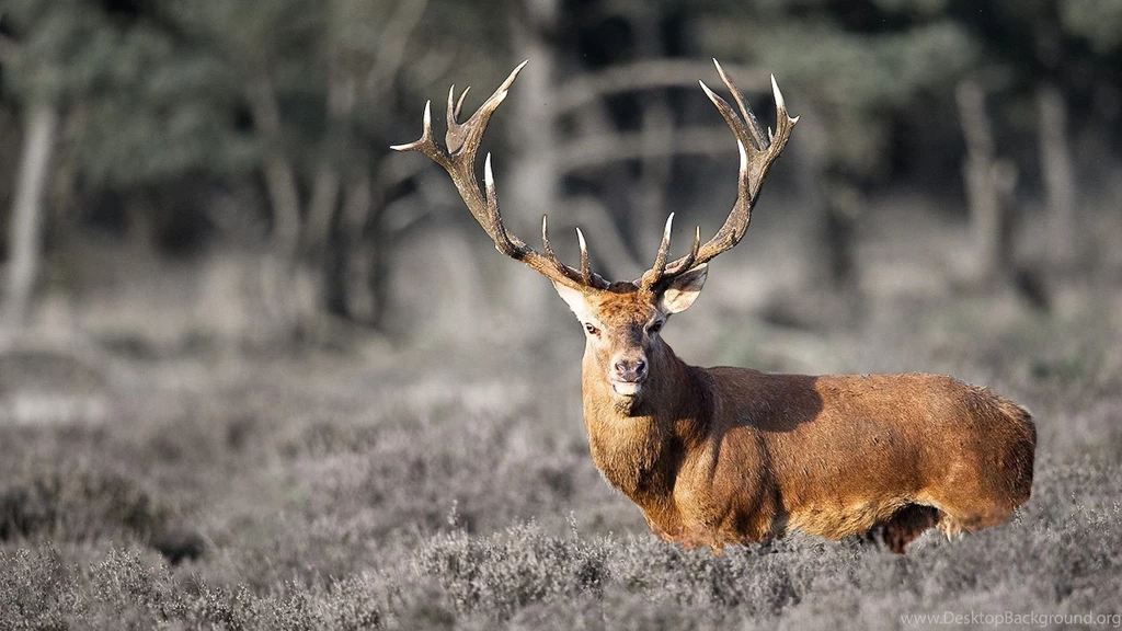 Deer 1080p wallpaper_1.jpg