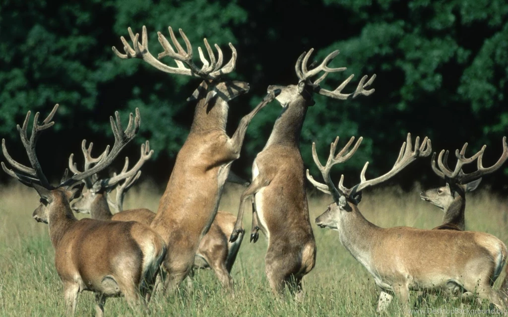 Deer Computer Wallpapers, Desktop Backgrounds