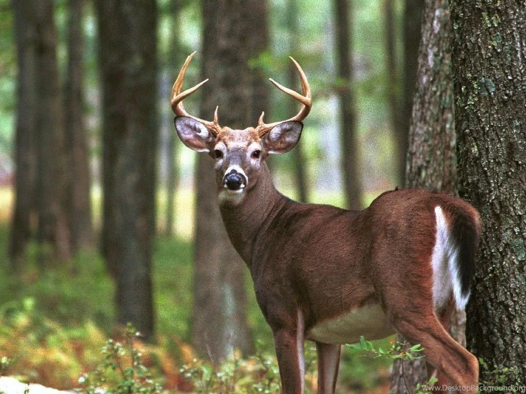 Whitetail Deer HD Wallpapers