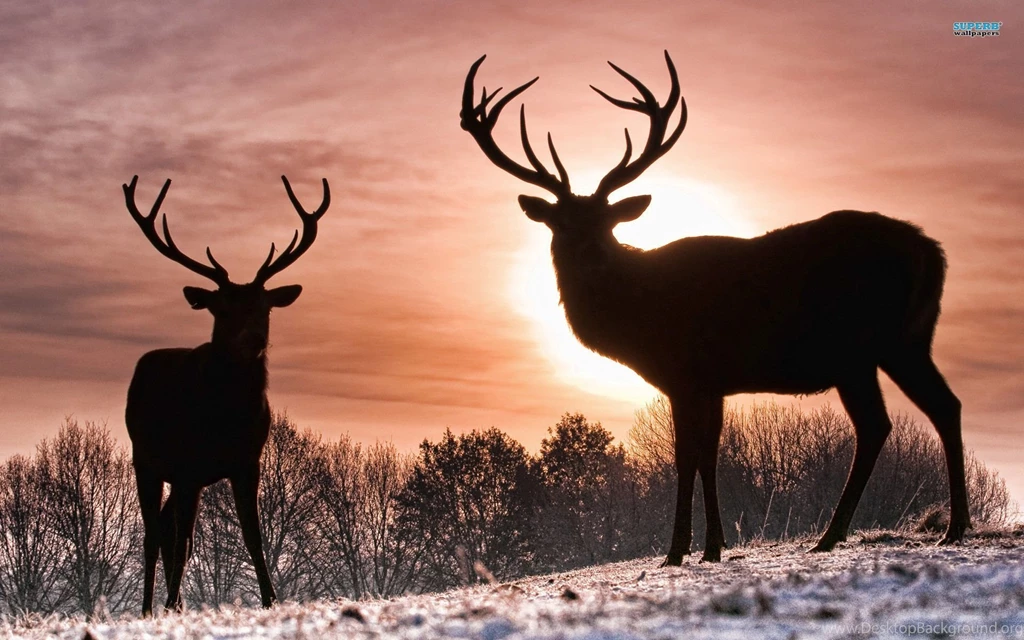 HD Quality Deer Cool Wallpapers SiWallpapers 24377