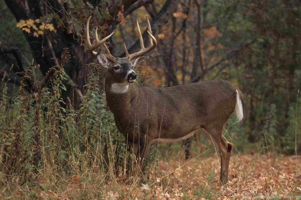 White Tailed Deer Wallpapers.jpg