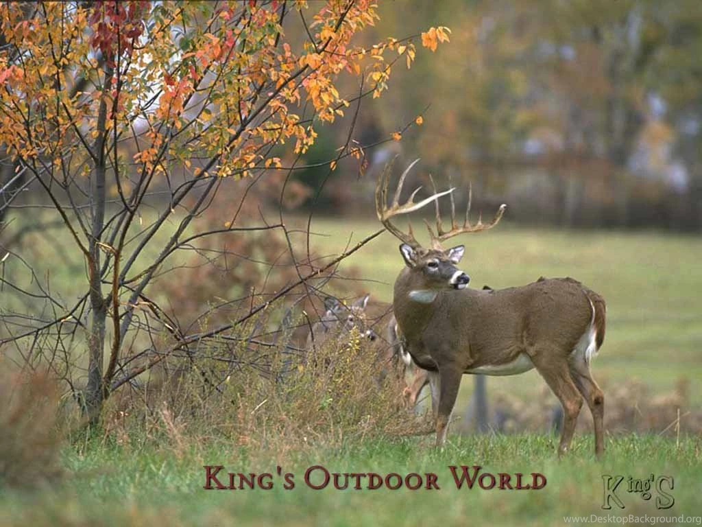 Free Deer Wallpapers