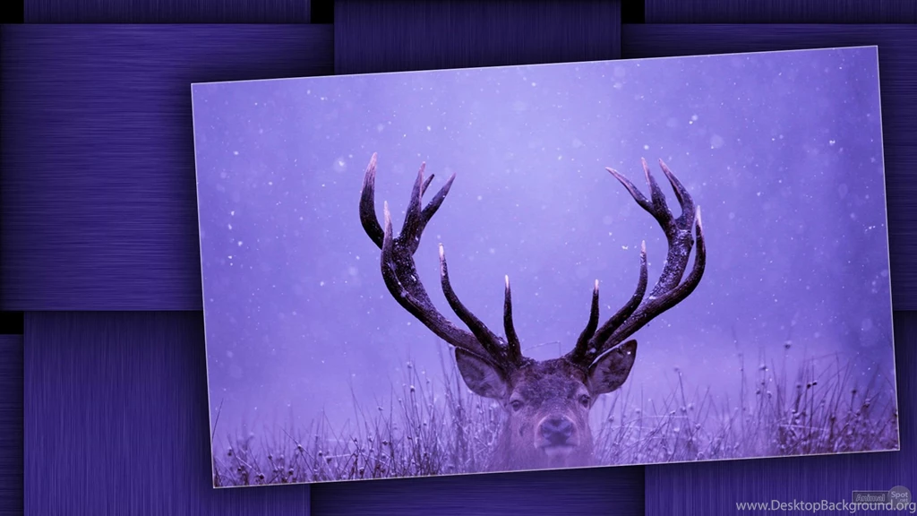 Deer Wallpapers « Animal Spot