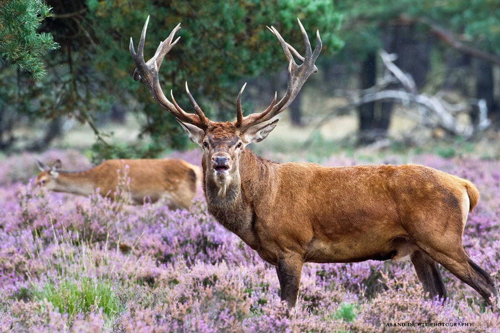 Deer Computer Wallpapers, Desktop Backgrounds