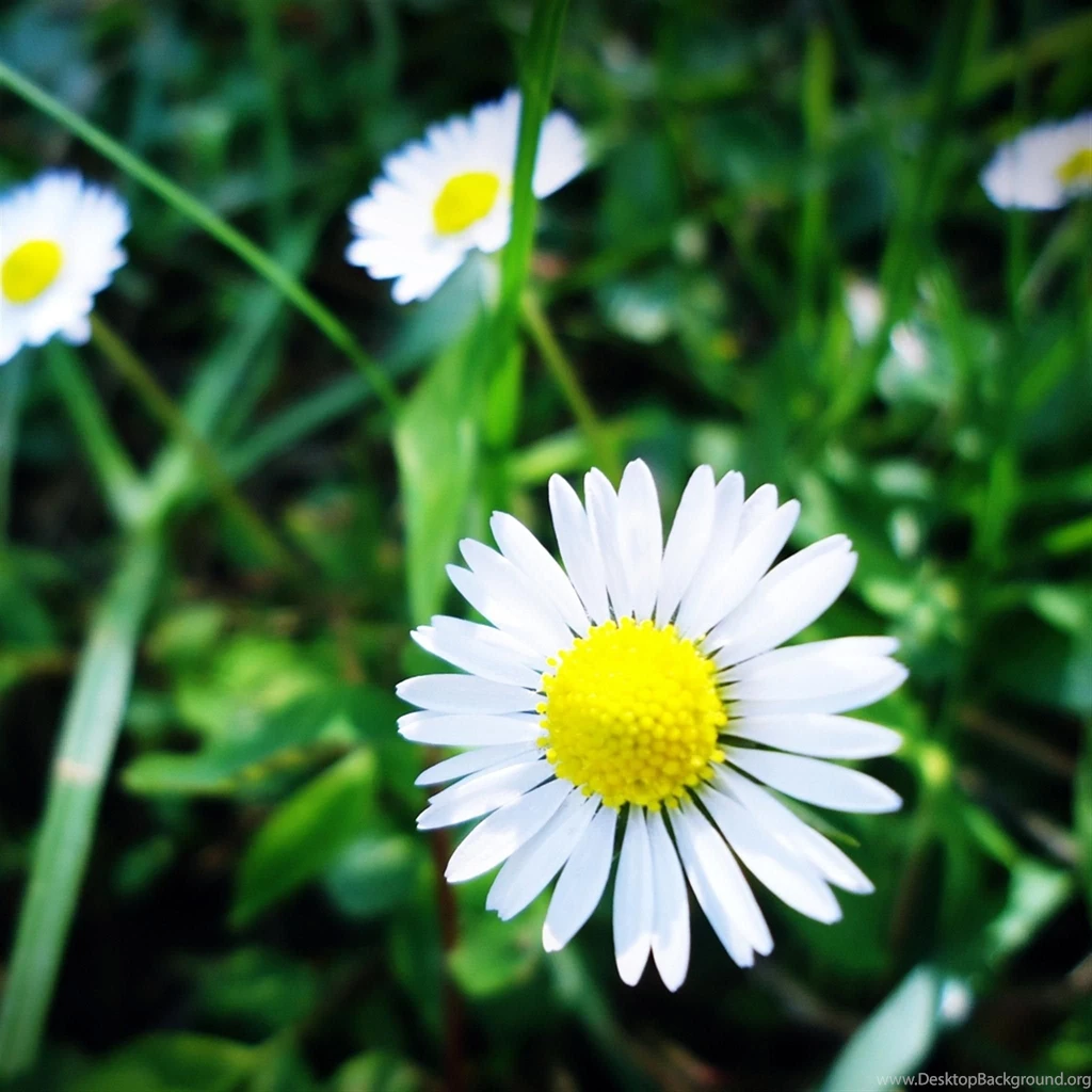 iPad Air Wallpapers