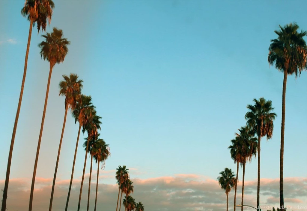 California Palm Trees Wallpaper.