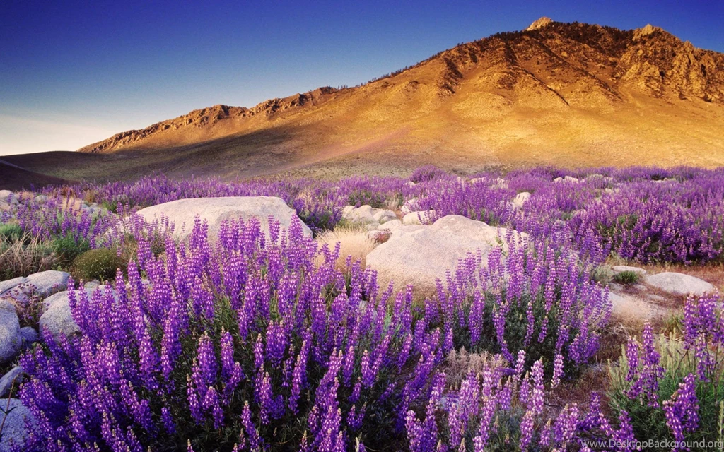 California Wallpapers Wallpapers HD Wallpapers 85026
