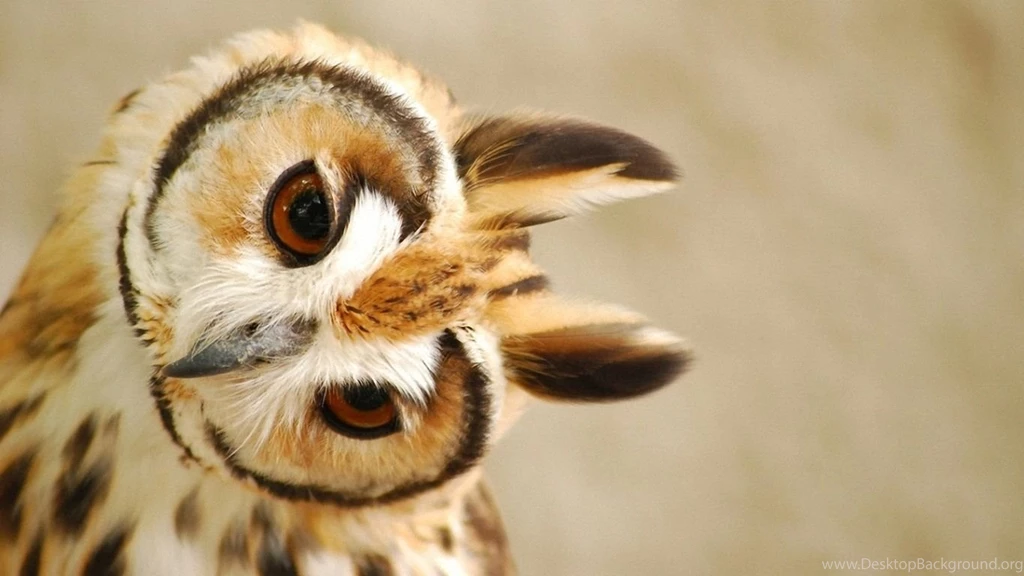 Super Owl Wallpapers
