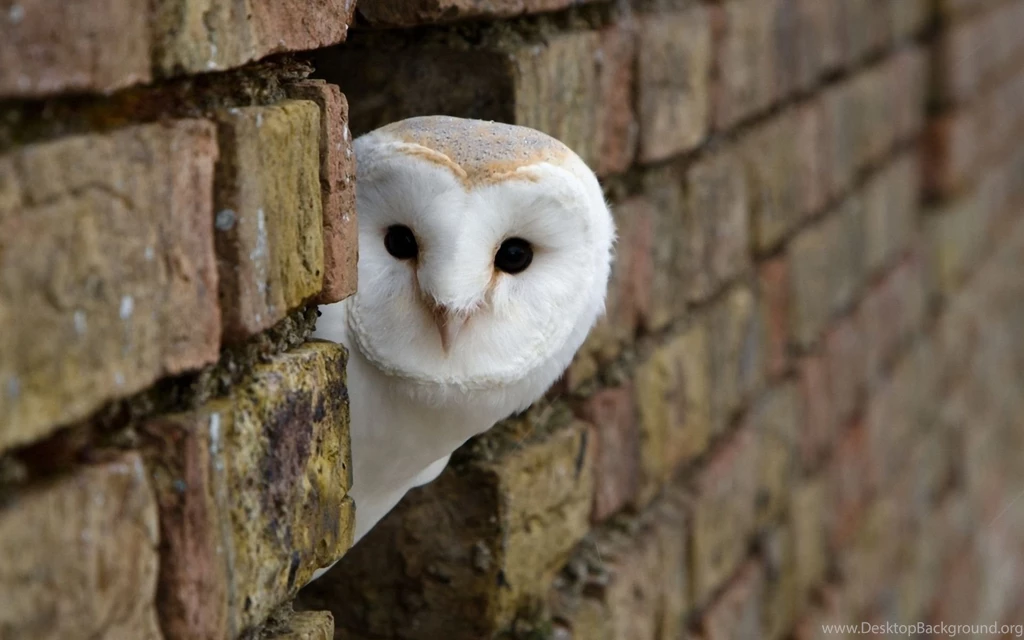 Cute Owl Wallpapers AmusingFun.com