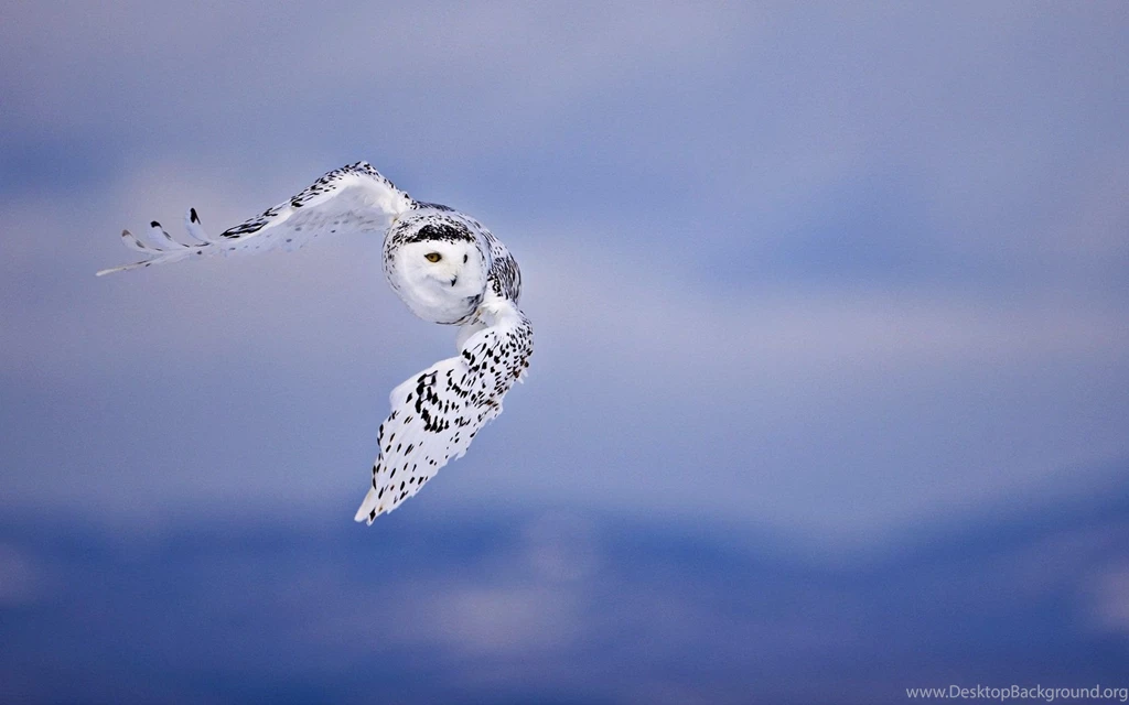 Flying Owl Wallpaper.jpg