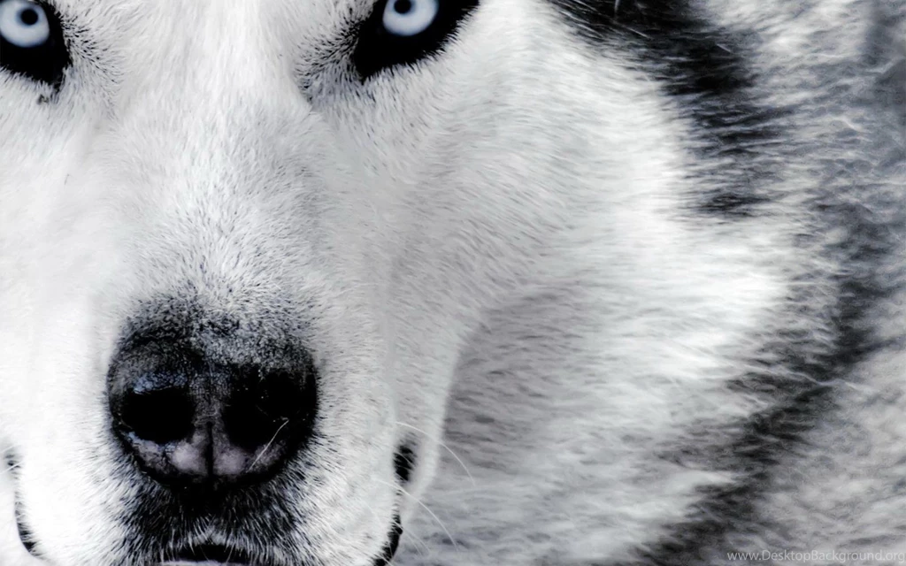 Free HD Wolf Wallpapers
