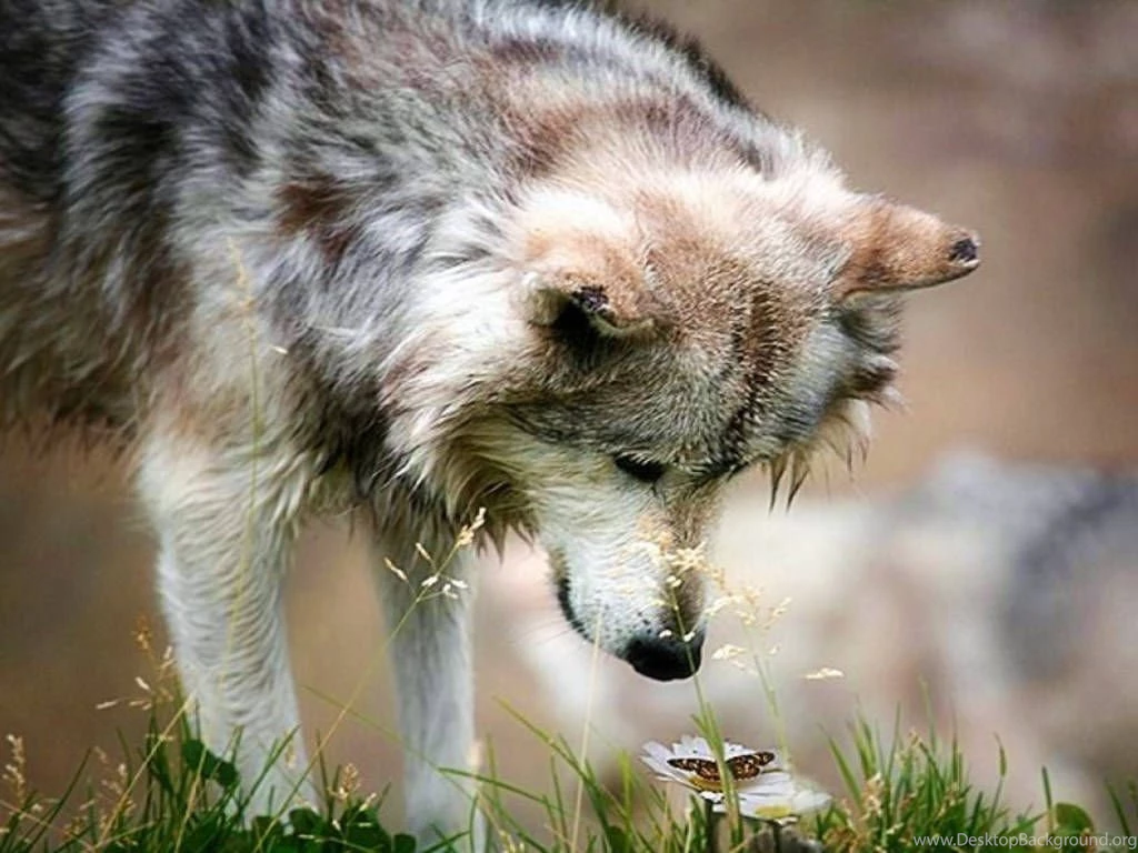 Wolf Wallpapers Awesome Cool Hapehatelo.com