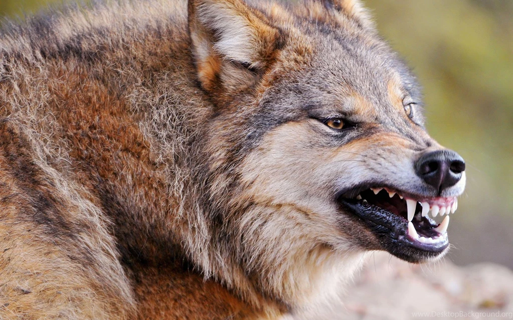Wolf Wallpapers Wallpapers >> Backgrounds With Quality HD