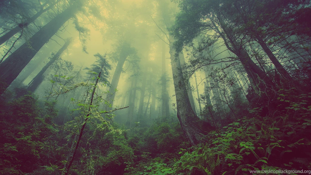 Theme Bin» Blog Archive » Desolate Forest 4K Wallpapers