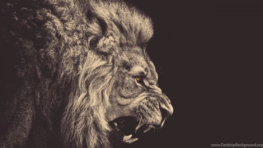 Full HD 1080p Lion Wallpapers HD, Desktop Backgrounds 1920x1080