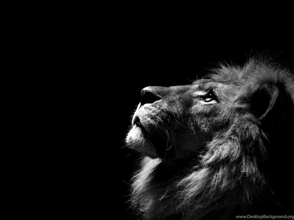 White Lion Backgrounds