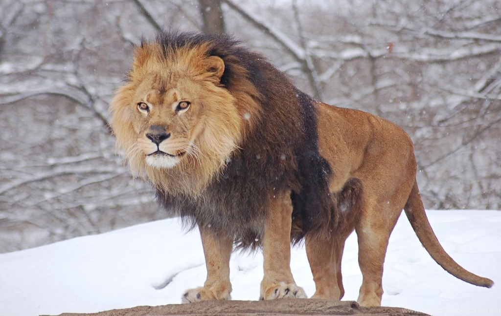 Lion Lion Snow Wallpapers Hd Widescreen – Finehdwallpaperr.com