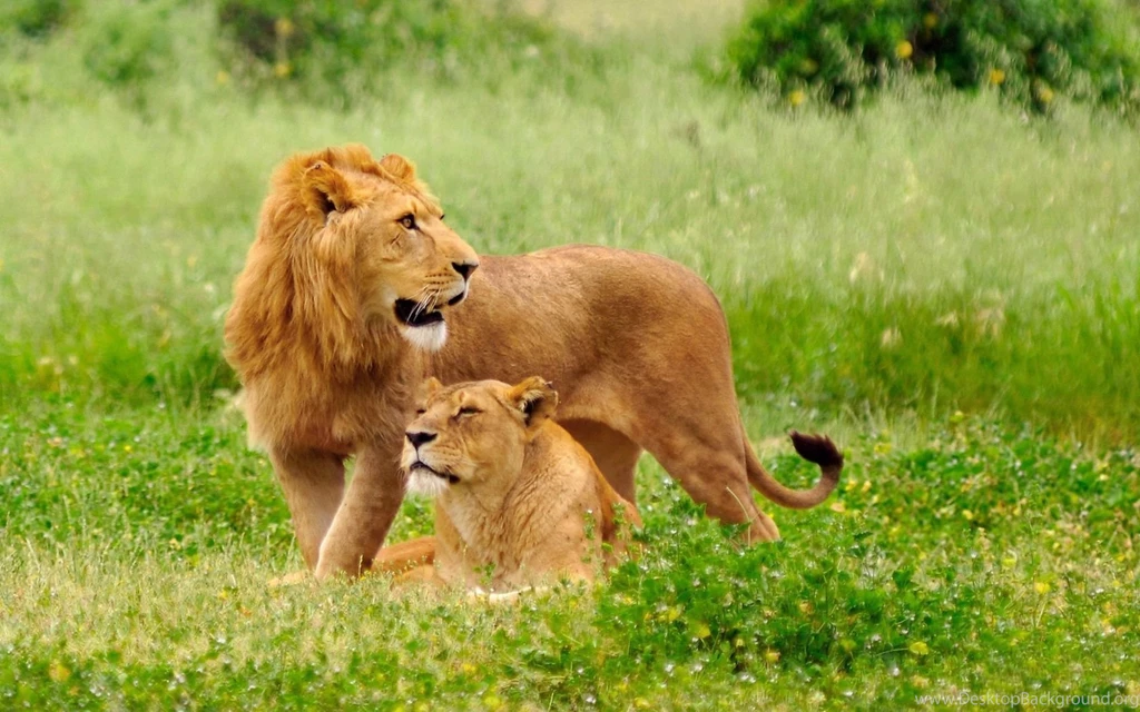 Lion wallpaper hd 1080p 33.jpg