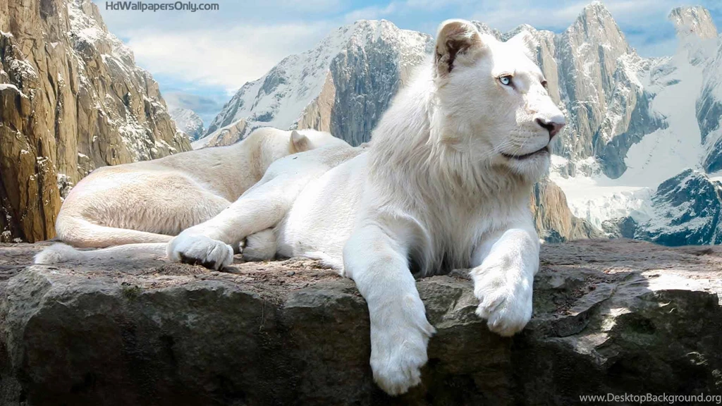 Mountain Lion Hd Wallpapers