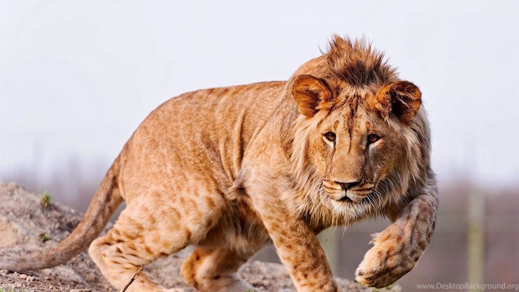 Download Wallpapers 1920x1080 Lion, Predator, Big Cat, Grass Full ...