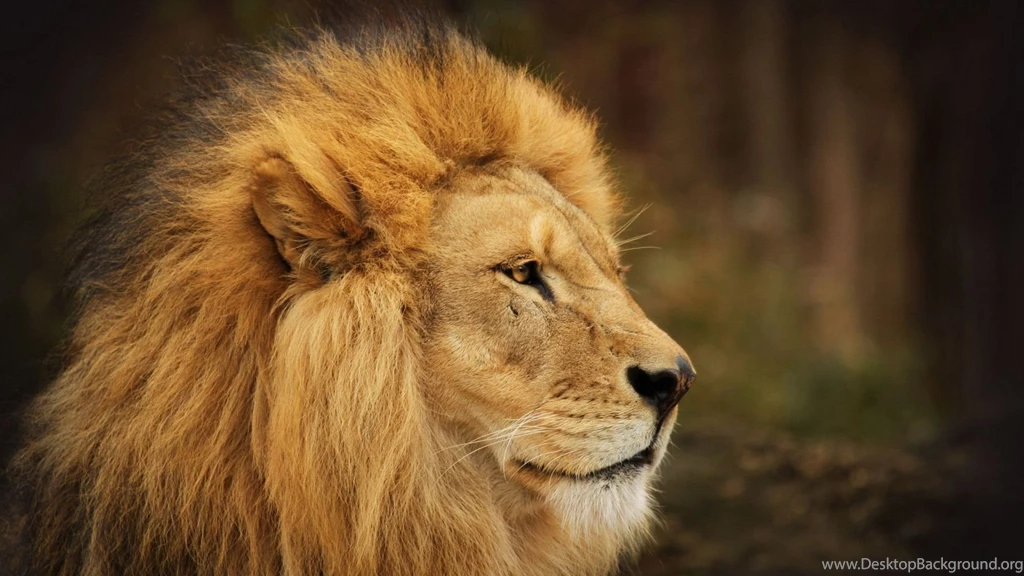 Download Wallpapers 1920x1080 Lion, Face, Look, Background, Waiting ...