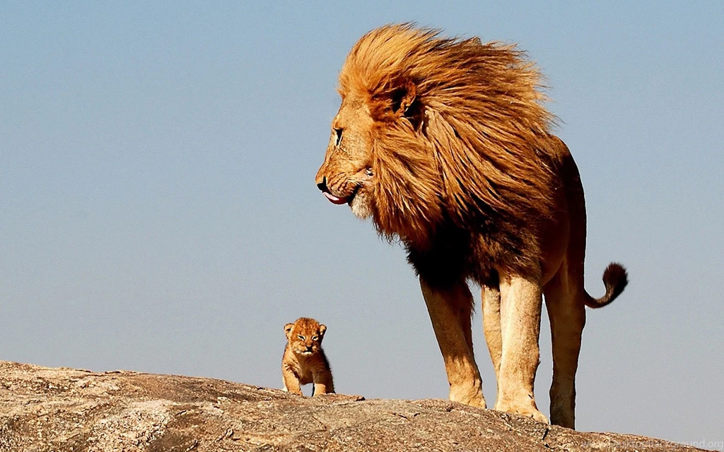 Hd Lion Wallpapers Wallpapers HD Fine