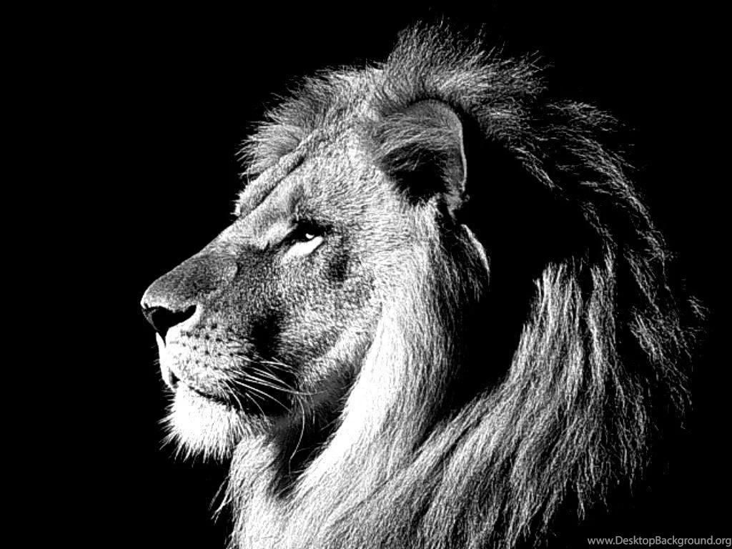White Lion Wallpapers