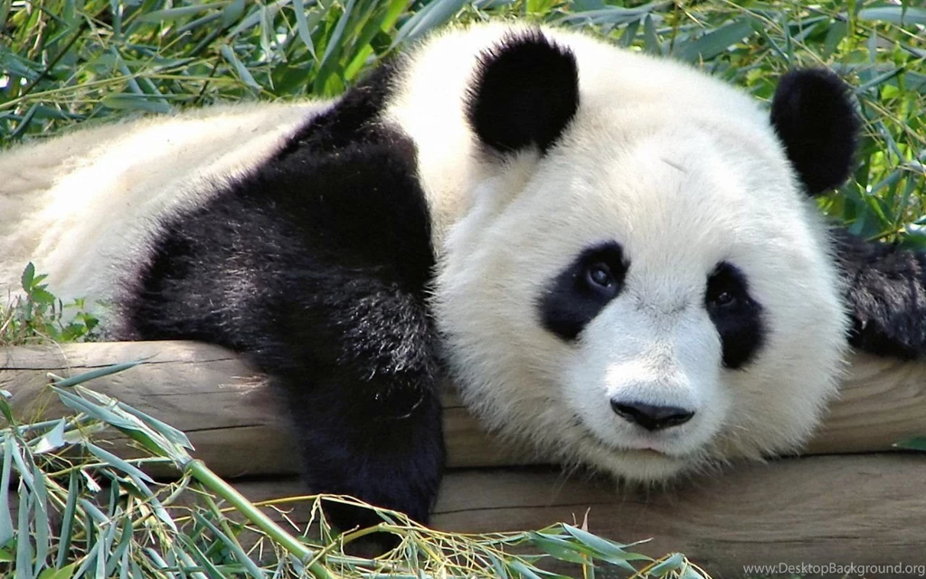 Beautiful Panda Wallpapers