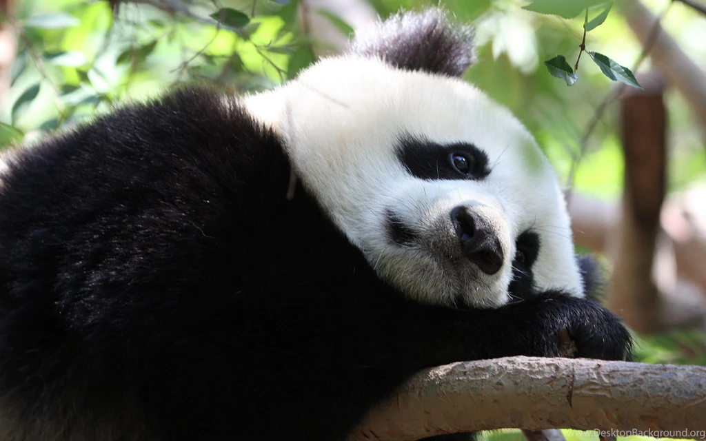 Fonds D U0026 39 Cran Panda Tous Les Wallpapers Panda Nice ...