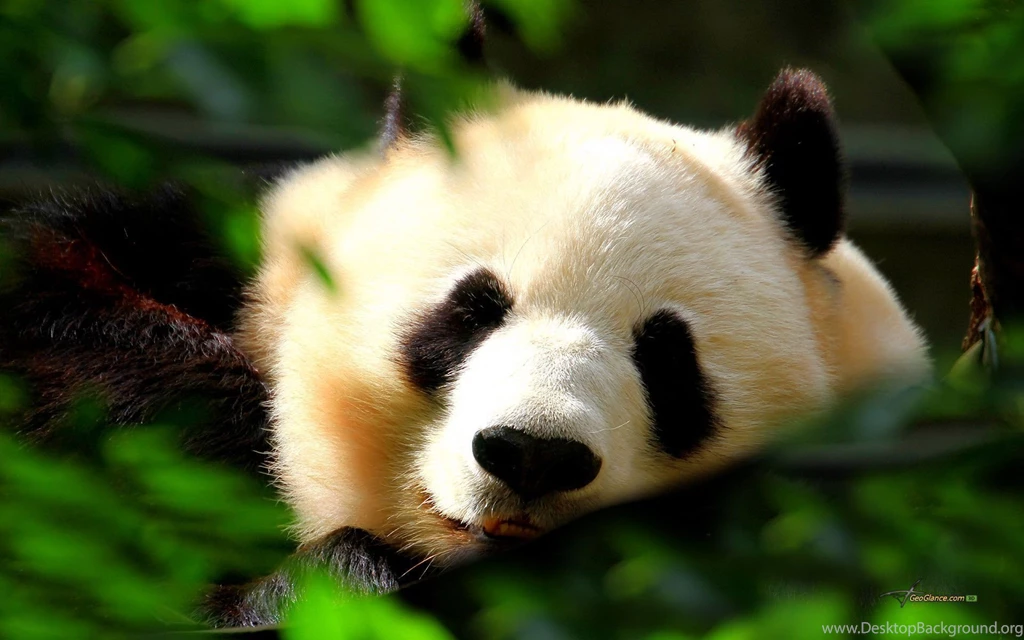 Cute Panda HD Desktop 1600 X 900 Wallpapers HQ Backgrounds HD Nice ...