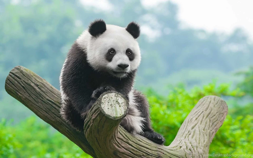 Panda Wallpapers HD