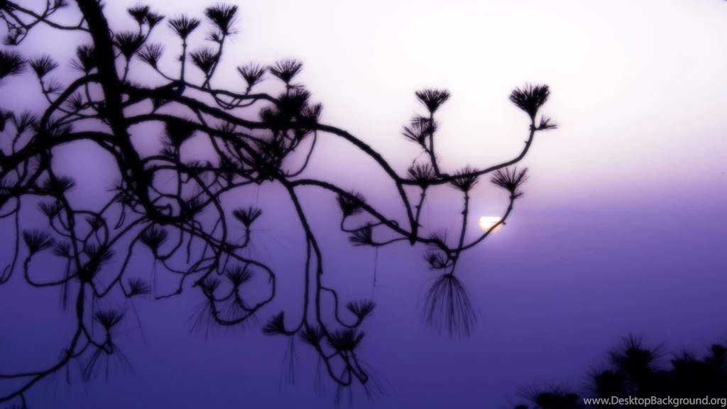 Purple_haze_889.jpg
