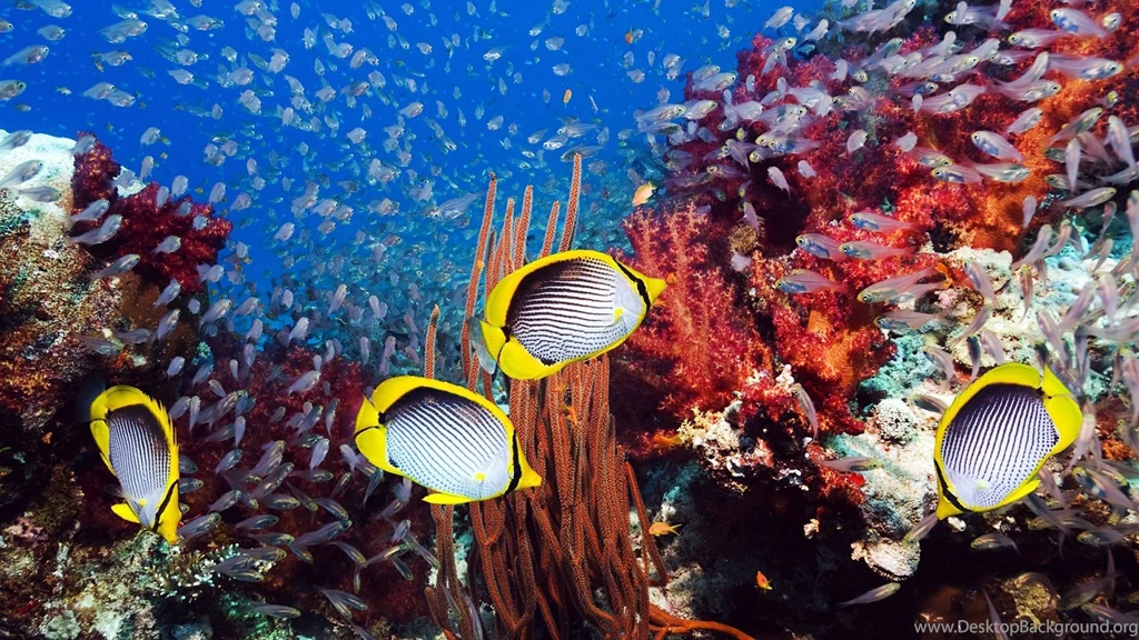 Underwater hd pics hd wallpaper.jpg