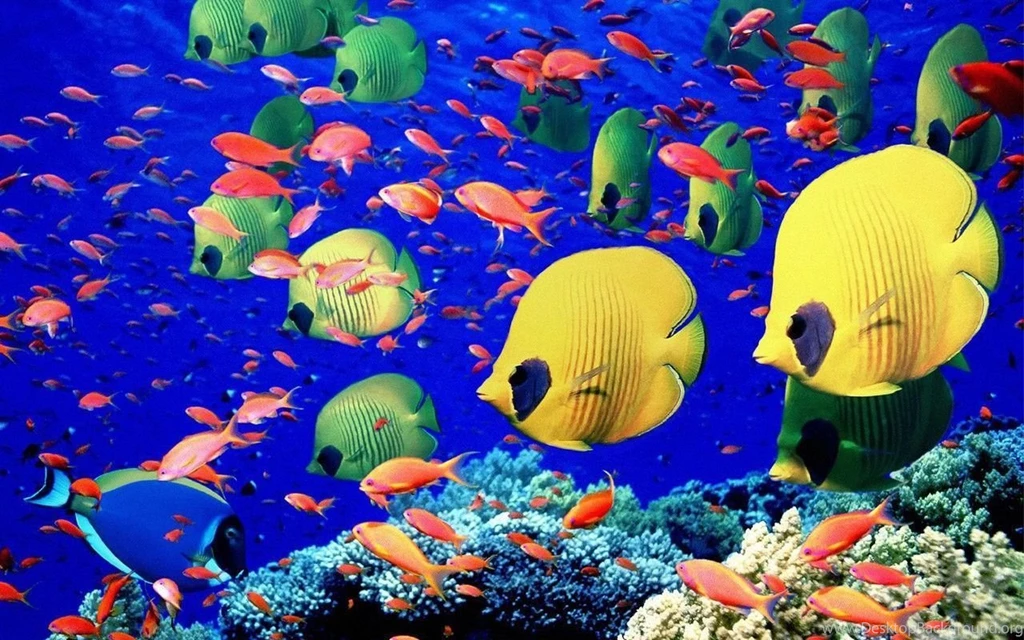 Download Fish Underwater Sea Wallpapers