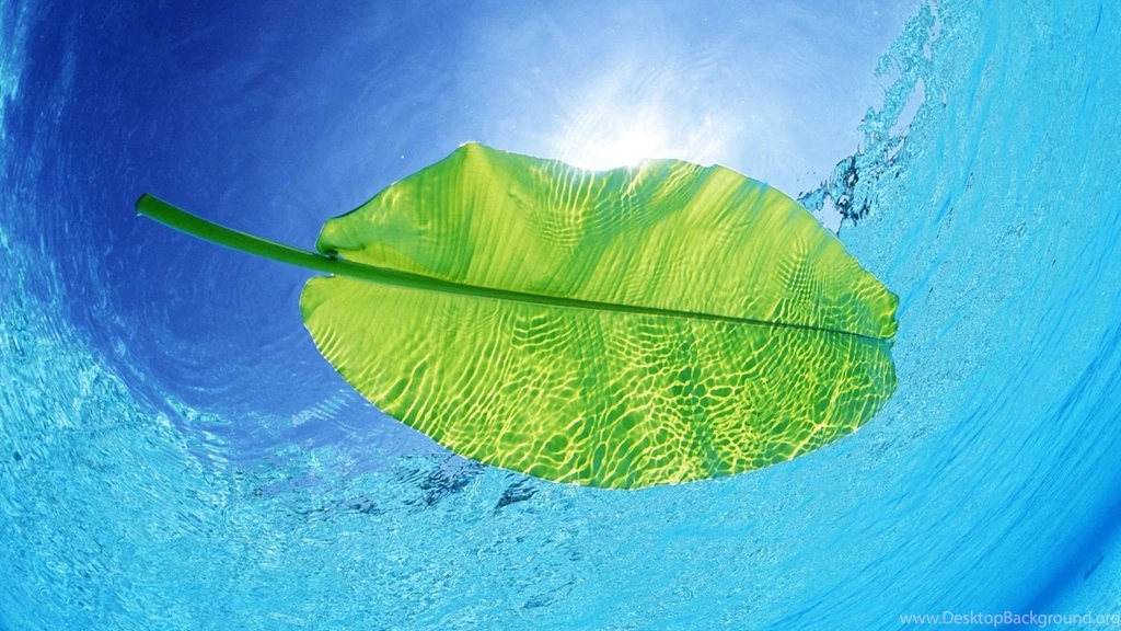 Hd Wallpapers Leaf Underwater Backgrounds Wallpapers For Your ...