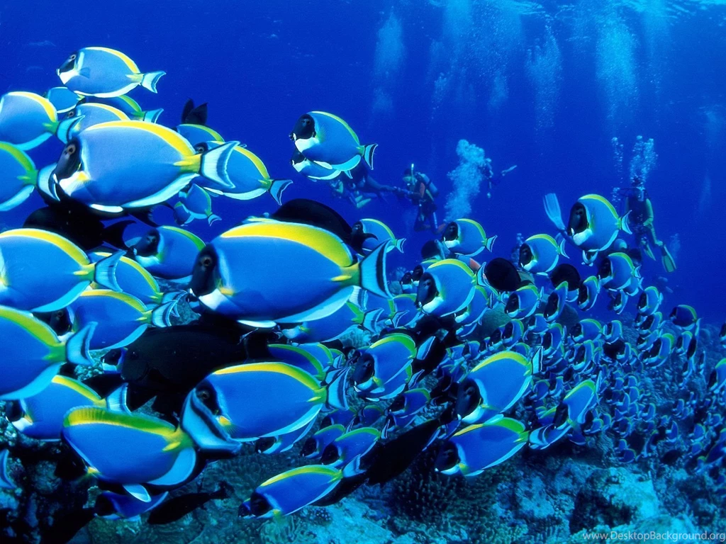 Underwater HD Wallpapers