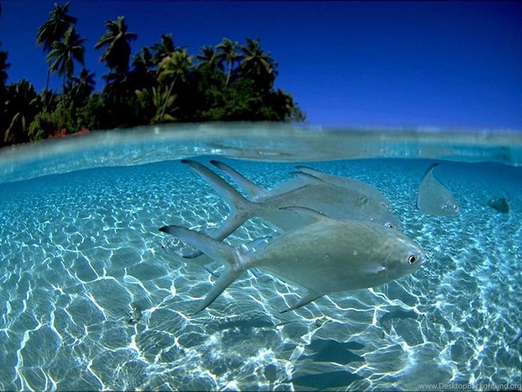 Under_sea 043.jpg