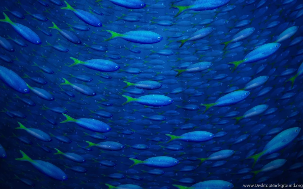 Underwater Fish Wallpapers