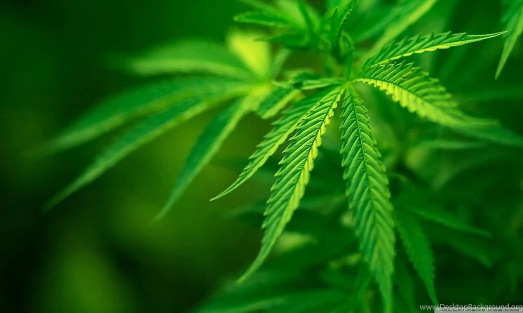 Green Leaves HD Desktop Wallpapers : Widescreen : High Definition ...