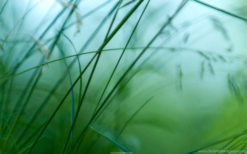 Wallpapers Hd Green Wide