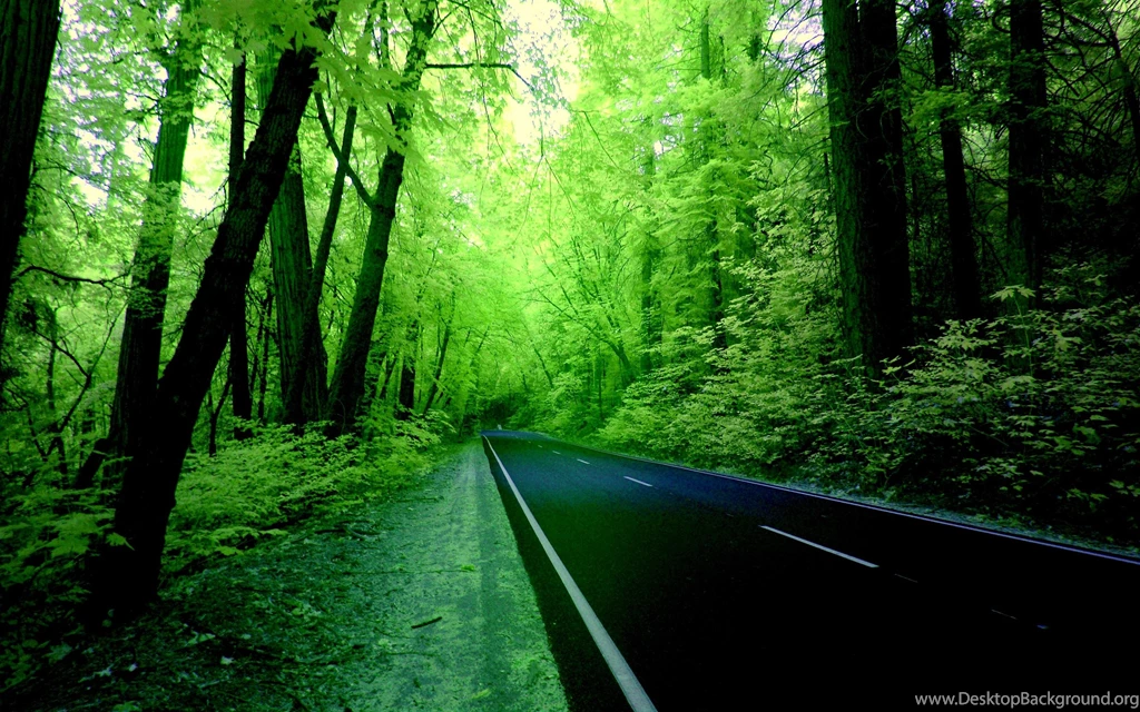 Green Forest Wallpapers Desktop Images
