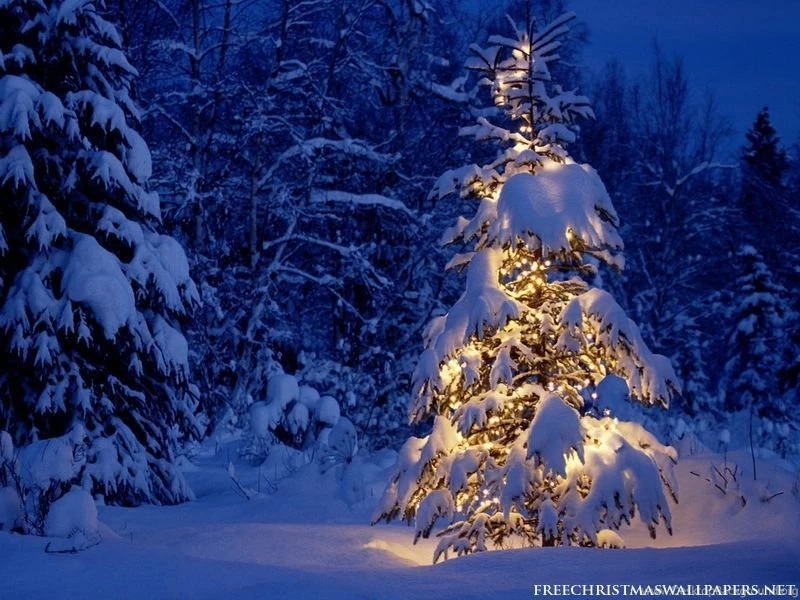 Lonely Christmas Tree Wallpapers