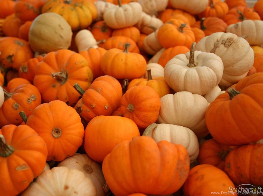 Pumpkin Wallpapers Free